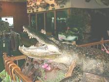 Gator.JPG (95440 bytes)